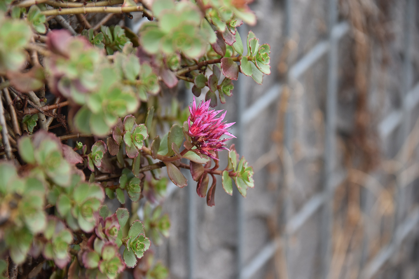 Schanskorf bloemetje.jpg